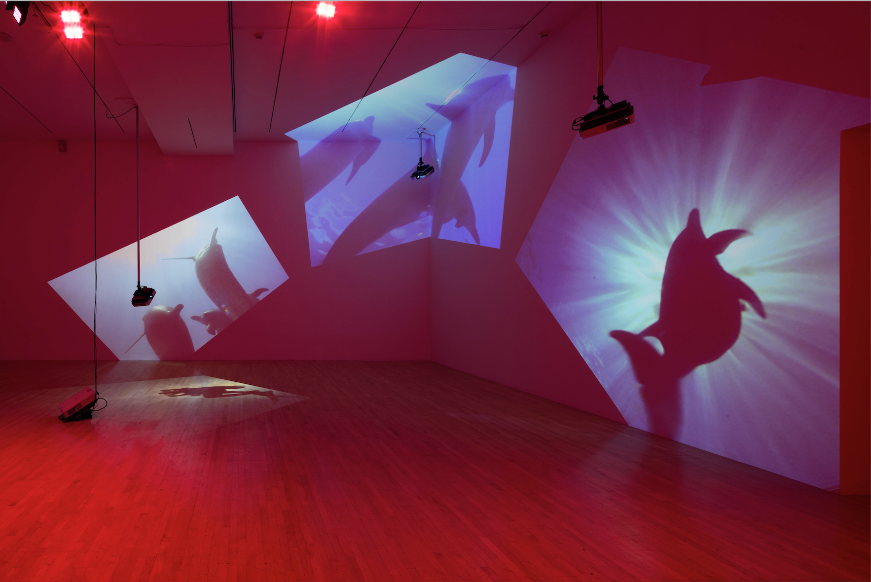 A Conversation with Diana Thater | Unframed
